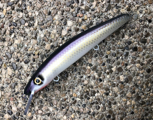 St. John Shad - White Belly - 12C