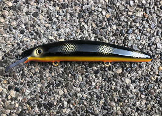 Black Perch - Orange Belly - 12C
