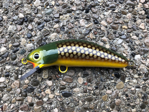 Lawton - Pearl Belly - 6FC