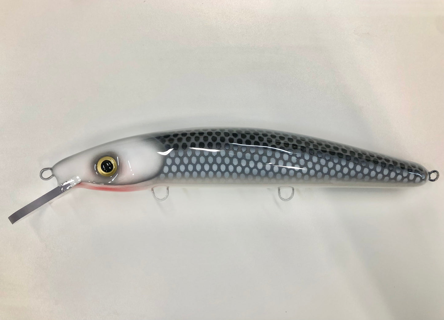 Deep Water Cisco - White Belly - 12C